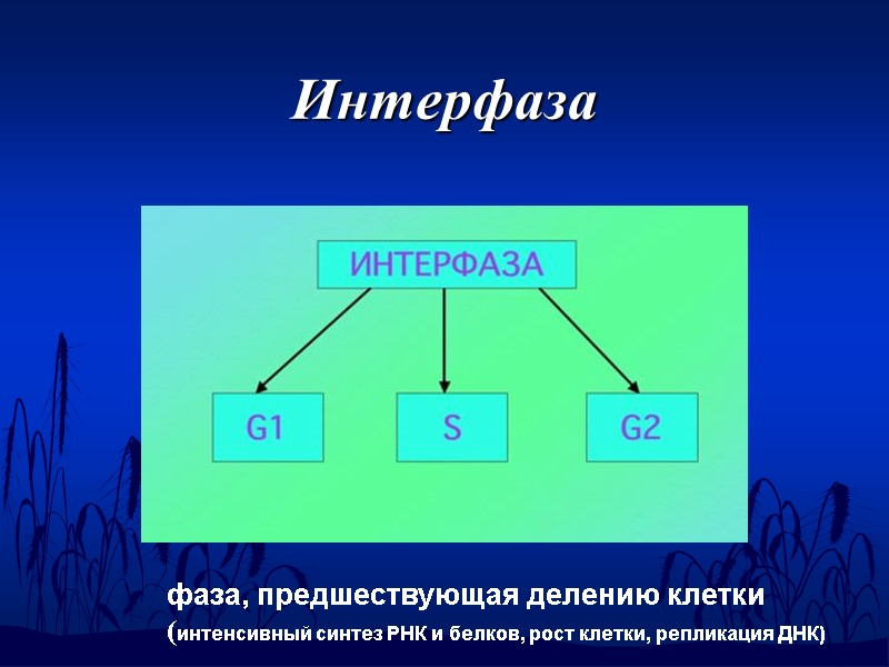 Интерфаза фаза, предшествующая делению клетки (интенсивный синтез РНК и белков, рост клетки, репликация ДНК)